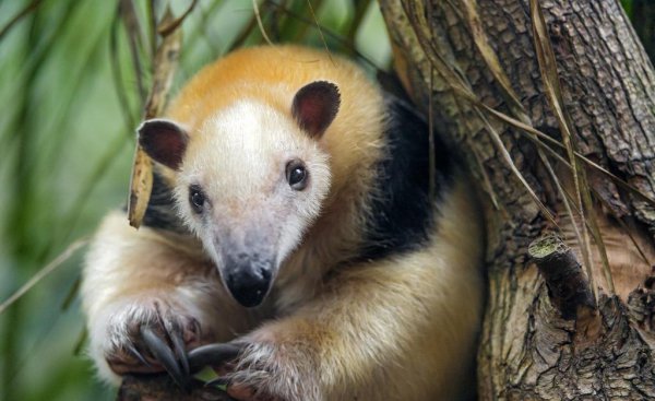 中国允许养的特殊宠物名单