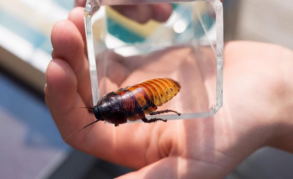 中国允许养的特殊宠物名单