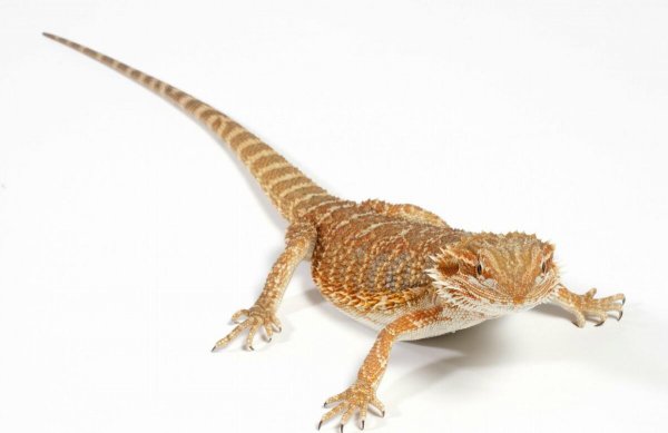 中国允许养的特殊宠物名单