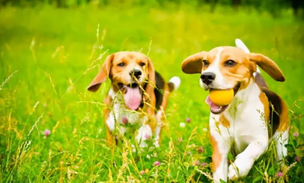 比格犬为什么不建议养