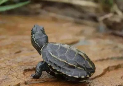 草龟是水龟还是半水龟 新手养殖草龟需要注意什么