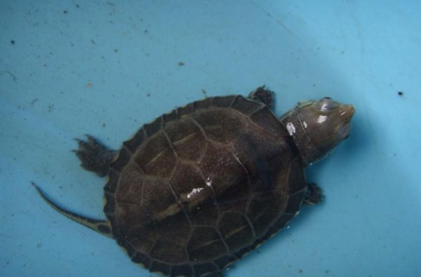 草龟是水龟还是半水龟