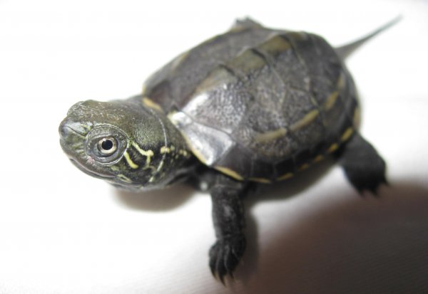 草龟是水龟还是半水龟