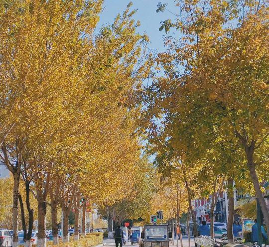 草龟是水龟还是半水龟