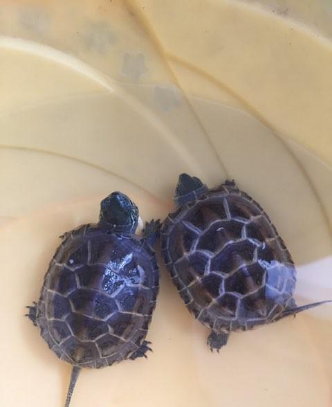 草龟是水龟还是半水龟