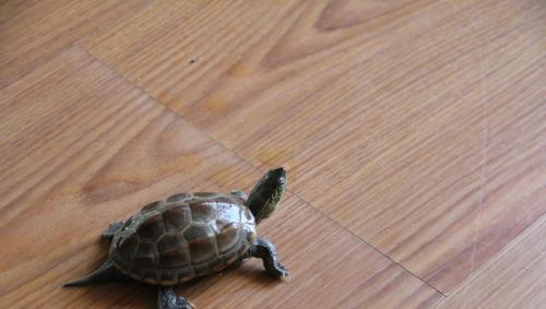 草龟是水龟还是半水龟