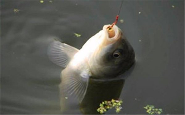 鲫鱼喜欢吃什么味道的饵料