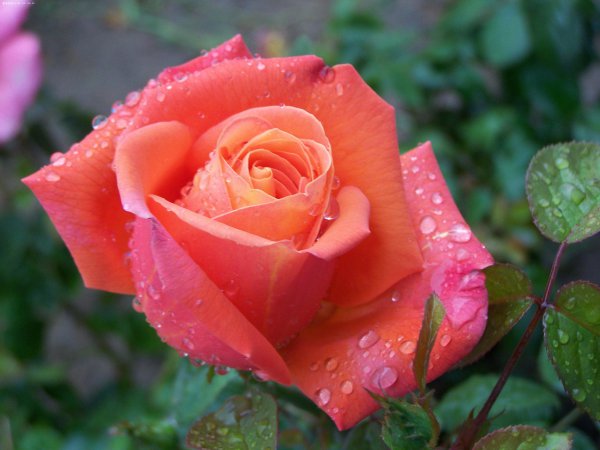 鲫鱼喜欢吃什么味道的饵料