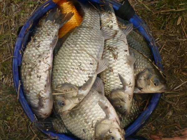 鲫鱼喜欢吃什么味道的饵料