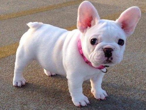 大耳朵狗有哪些品种