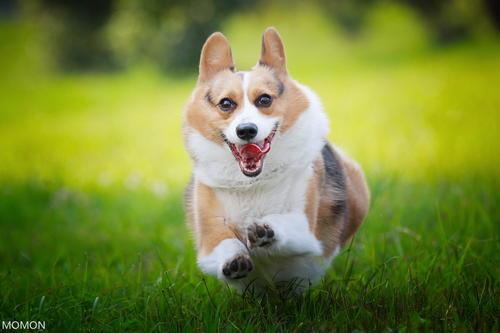 大耳朵狗有哪些品种