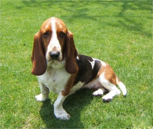 大耳朵狗有哪些品种