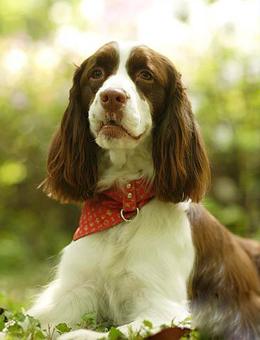 大耳朵狗有哪些品种