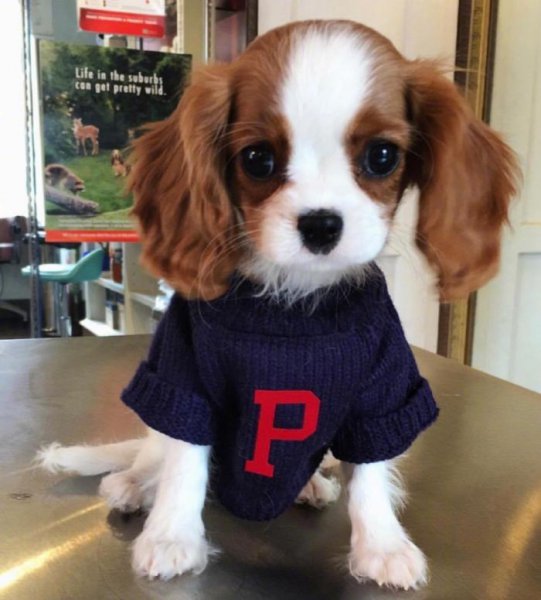 大耳朵狗有哪些品种