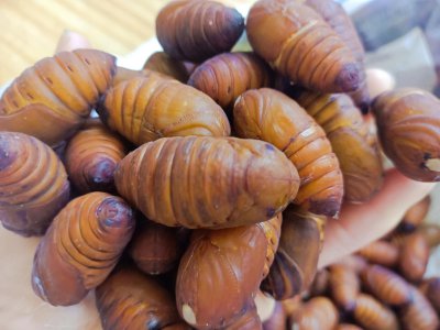 蚕蛹是什么的幼虫有什么特点 吃蚕蛹的营养价值高吗