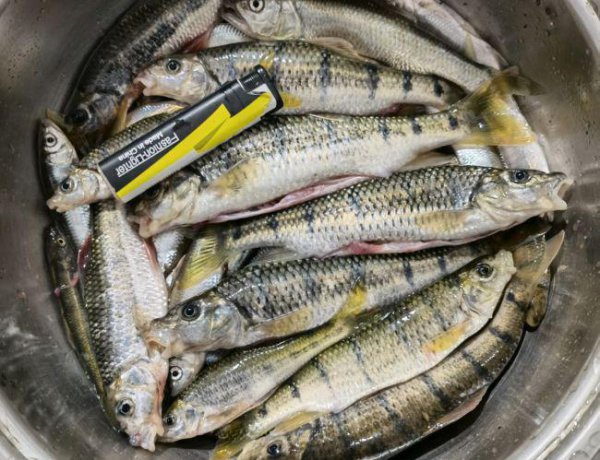 鲫鱼是淡水鱼还是海鱼