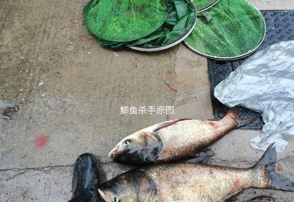 鲫鱼是淡水鱼还是海鱼