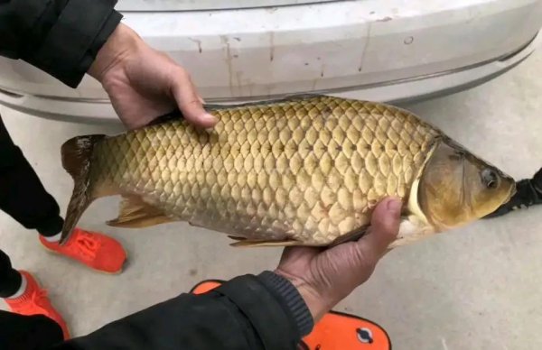 鲫鱼是淡水鱼还是海鱼