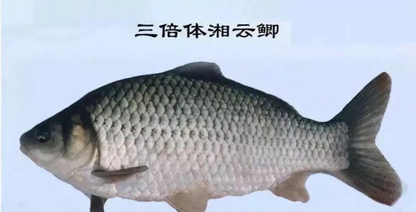 鲫鱼是淡水鱼还是海鱼