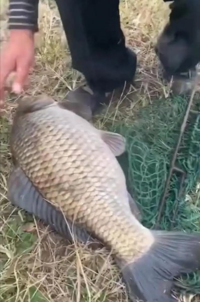 鲫鱼是淡水鱼还是海鱼