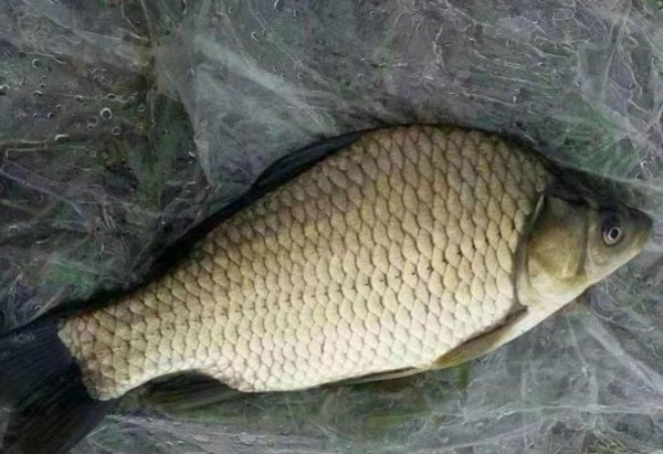 鲫鱼是淡水鱼还是海鱼