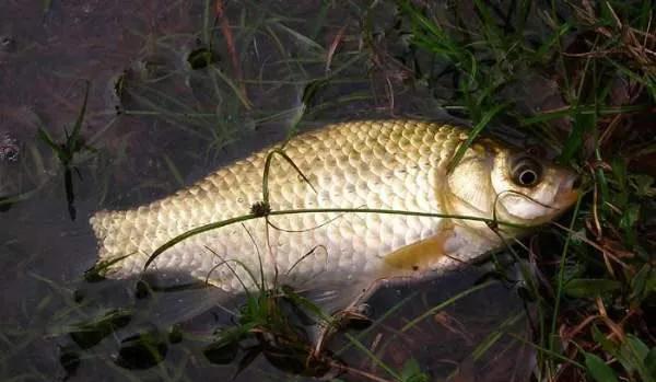 鲫鱼是淡水鱼还是海鱼