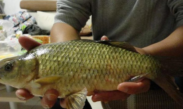 鲫鱼是淡水鱼还是海鱼