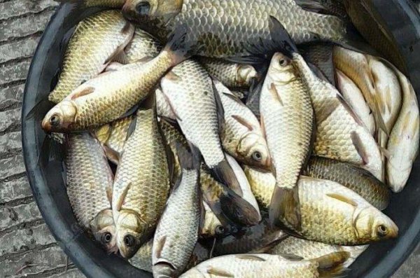 鲫鱼是淡水鱼还是海鱼