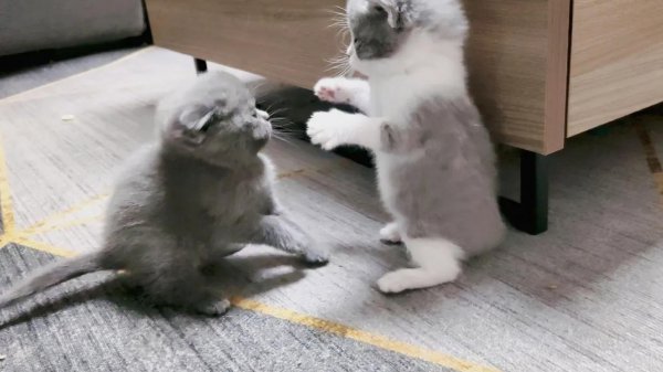 小猫多长时间睁眼