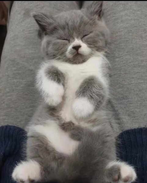 小猫多长时间睁眼