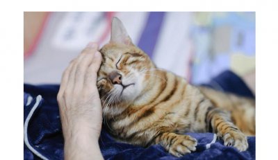 猫一直蹭来蹭去说明什么 猫咪为什么老是往人身上蹭