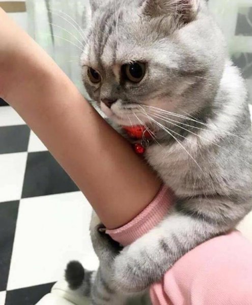 猫一直蹭来蹭去说明什么