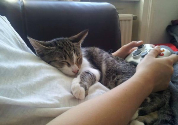 猫一直蹭来蹭去说明什么