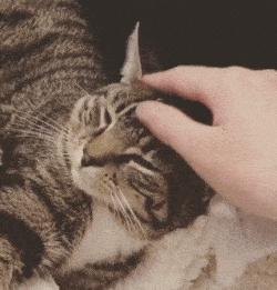 猫一直蹭来蹭去说明什么