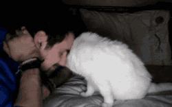 猫一直蹭来蹭去说明什么