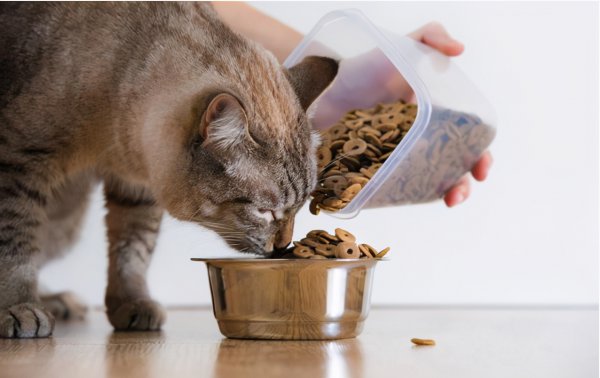 猫一直蹭来蹭去说明什么