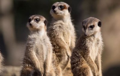 野生狐獴是什么动物 哺乳动物狐獴是一种怎样的种群