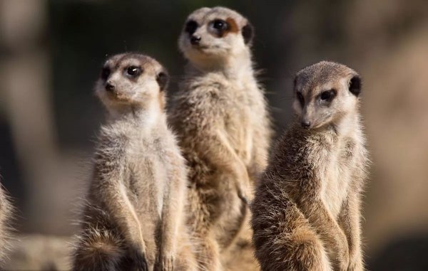 野生狐獴是什么动物