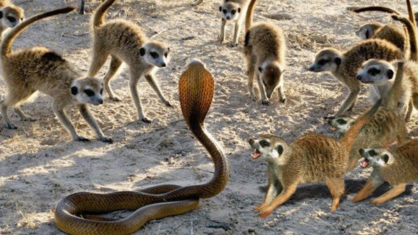 野生狐獴是什么动物