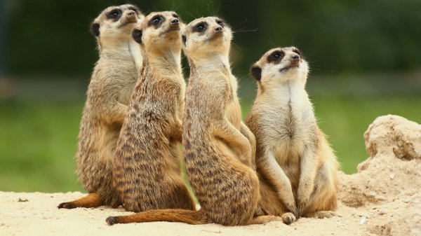 野生狐獴是什么动物