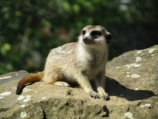 野生狐獴是什么动物