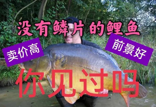 没有鱼鳞的鱼是什么鱼怎么养