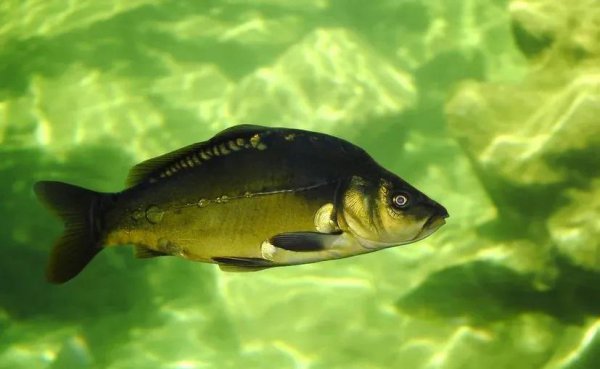 没有鱼鳞的鱼是什么鱼怎么养