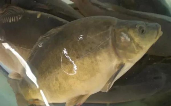 没有鱼鳞的鱼是什么鱼怎么养