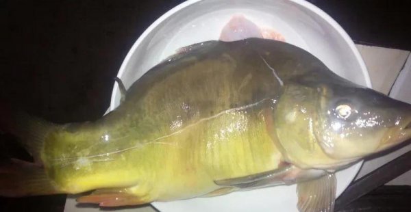 没有鱼鳞的鱼是什么鱼怎么养