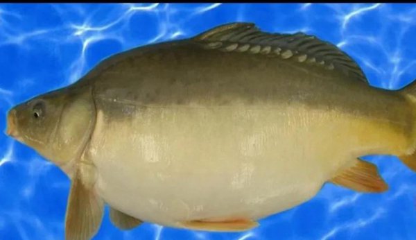 没有鱼鳞的鱼是什么鱼怎么养