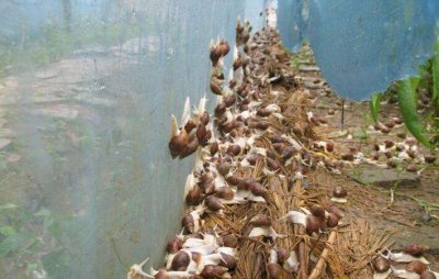 白玉蜗牛养殖回收靠谱吗 为什么说养殖白玉蜗牛是骗局