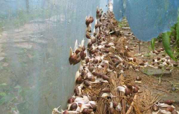 白玉蜗牛养殖回收靠谱吗