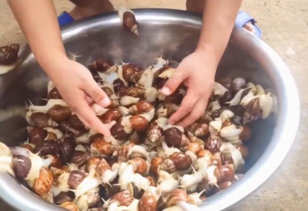 白玉蜗牛养殖回收靠谱吗