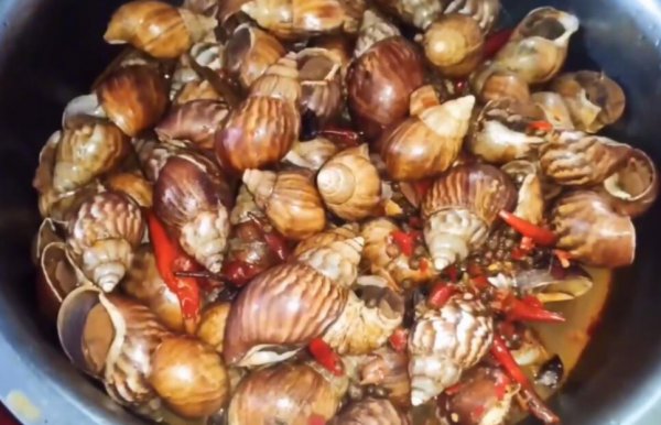 白玉蜗牛养殖回收靠谱吗